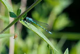Attēlu rezultāti vaicājumam “Enallagma cyathigerum male”