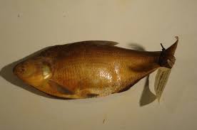 Image result for Dorosoma cepedianum