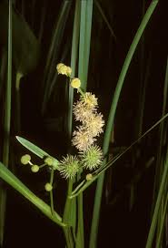 Attēlu rezultāti vaicājumam “Sparganiaceae”