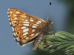 Attēlu rezultāti vaicājumam “Hamearis lucina upperside”