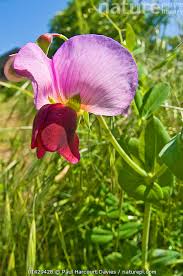 Attēlu rezultāti vaicājumam “Pisum sativum”