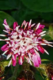 Attēlu rezultāti vaicājumam “Petasites spurius flower”