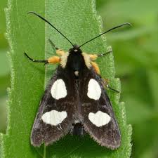 Attēlu rezultāti vaicājumam “Octospora splachnophila”