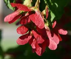 Attēlu rezultāti vaicājumam “Acer tataricum bud”