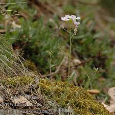 Attēlu rezultāti vaicājumam “Cardaminopsis arenosa flower”
