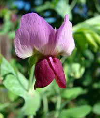 Attēlu rezultāti vaicājumam “Pisum sativum”