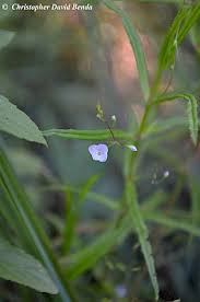 Attēlu rezultāti vaicājumam “Veronica scutellata flower”