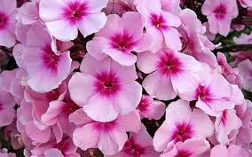 Image result for Phlox paniculata `Bright Eyes`