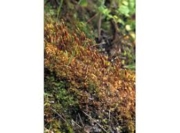 Attēlu rezultāti vaicājumam “Bryum funkii macro”