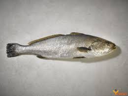 Image result for Argyrosomus regius