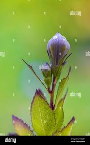 Attēlu rezultāti vaicājumam “Campanula persicifolia leaf”