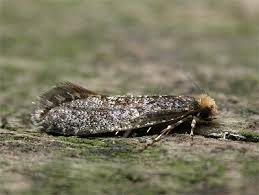 Attēlu rezultāti vaicājumam “Monopis weaverella”