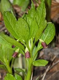 Attēlu rezultāti vaicājumam “Scopolia carniolica flower”