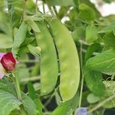 Attēlu rezultāti vaicājumam “Pisum sativum”