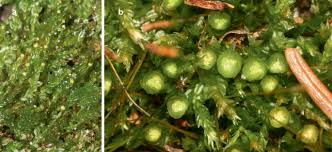 Attēlu rezultāti vaicājumam “Cephalozia bicuspidata sporophyte”