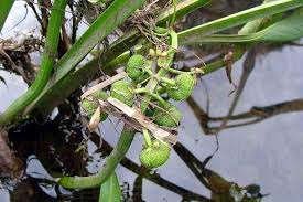 Attēlu rezultāti vaicājumam “Sagittaria sagittifolia fruit”