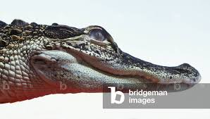 Image result for Alligator mississippiensis