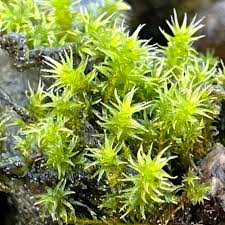 Attēlu rezultāti vaicājumam “Racomitrium canescens”