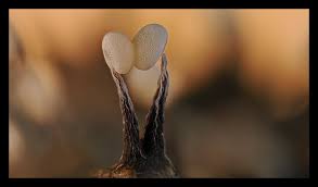 Attēlu rezultāti vaicājumam “Didymium tussilaginis sessile”