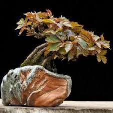 Image result for parthenocissus bonsai