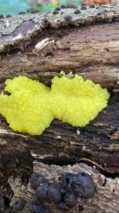 Attēlu rezultāti vaicājumam “Fuligo luteonitens macro”