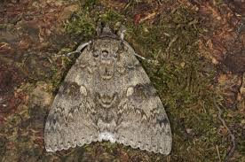 Attēlu rezultāti vaicājumam “Catocala fraxini”