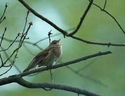 Image result for Locustella fluviatilis