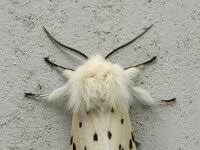 Attēlu rezultāti vaicājumam “Spilosoma lubricipeda”