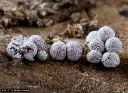 Attēlu rezultāti vaicājumam “Physarum bitectum”