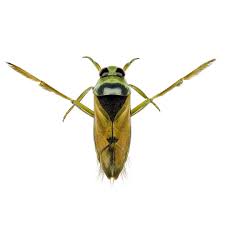 Attēlu rezultāti vaicājumam “Notonecta glauca”