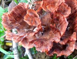 Image result for Podoscypha multizonata