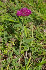 Attēlu rezultāti vaicājumam “Trifolium alpestre”