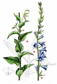 Attēlu rezultāti vaicājumam “Campanula bononiensis”