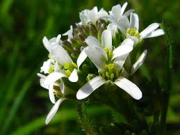 Attēlu rezultāti vaicājumam “Arabis hirsuta”