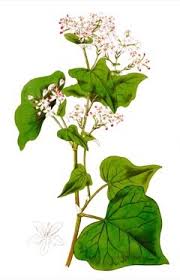 Attēlu rezultāti vaicājumam “Fagopyrum esculentum fruit”