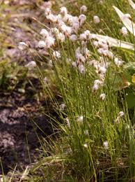 Attēlu rezultāti vaicājumam “Trichophorum alpinum flower”