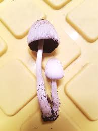 Attēlu rezultāti vaicājumam “Steccherinum bourdotii”