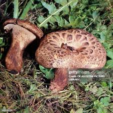 Attēlu rezultāti vaicājumam “Sarcodon imbricatum”