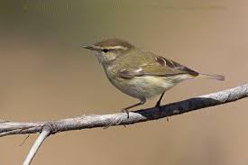 Image result for Phylloscopus humei