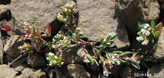 Attēlu rezultāti vaicājumam “Polygonum aviculare leaf”