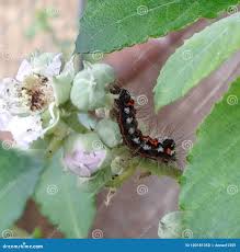 Attēlu rezultāti vaicājumam “Euproctis similis”
