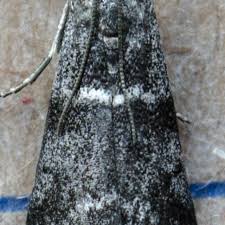 Attēlu rezultāti vaicājumam “Apomyelois bistriatella”