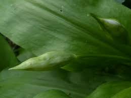 Attēlu rezultāti vaicājumam “Allium ursinum leaf”