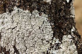 Attēlu rezultāti vaicājumam “Pertusaria albescens”