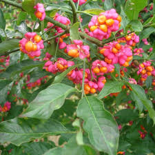 Attēlu rezultāti vaicājumam “Euonymus europaeus fruit”