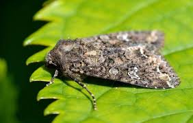 Attēlu rezultāti vaicājumam “Mamestra brassicae pupa”