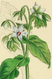Attēlu rezultāti vaicājumam “Borago officinalis leaf”