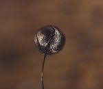 Attēlu rezultāti vaicājumam “Collaria arcyrionema stalked”