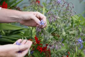 Attēlu rezultāti vaicājumam “Borago officinalis flower”
