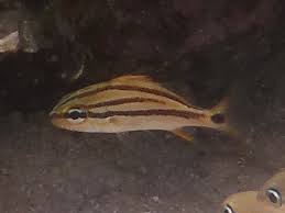 Image result for Haemulon aurolineatum